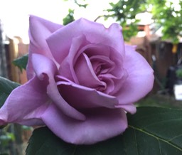 Blue Rose fragrant