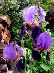 BlueIris 3 sisters