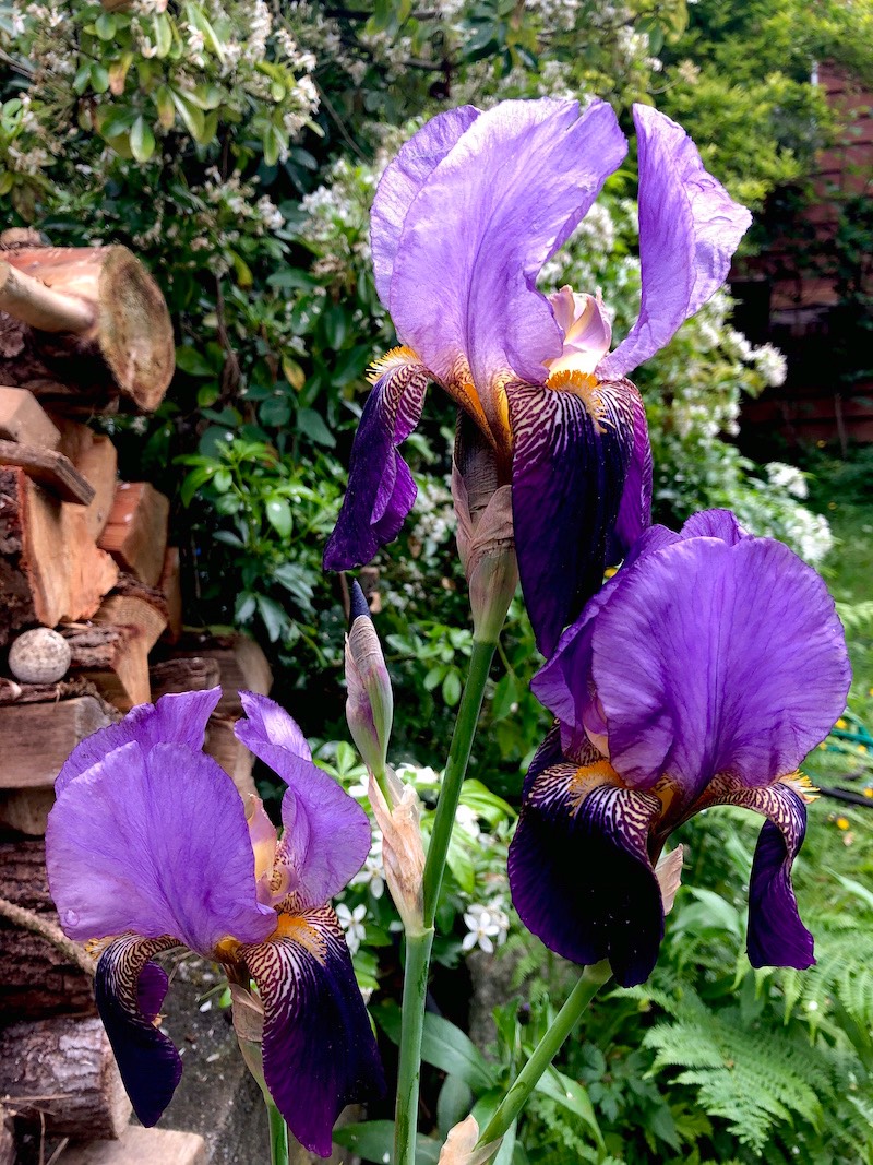 BlueIris 3 sisters