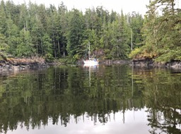 Forest Bathing at Bunsby Isles