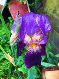 Iris Blue and Friend