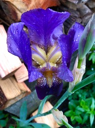 Iris Open private