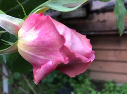 RedBlueRose 1