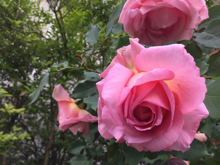 rose 3 pink bud