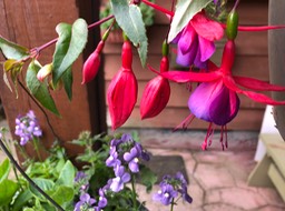 Rose Fuschia 3