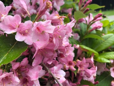 Rose Pink Bush