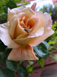 Rose Yellow Bug 1 