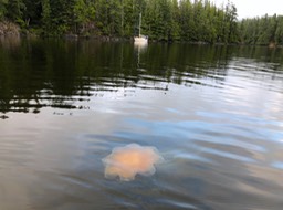 Talking Jelly Fish today at Bunsby Isles